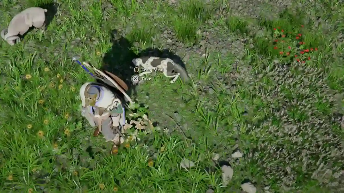 紅の砂漠 コンパニオン