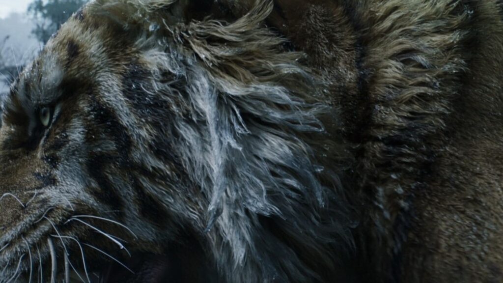 호랑이 클로즈업 3D 이미지