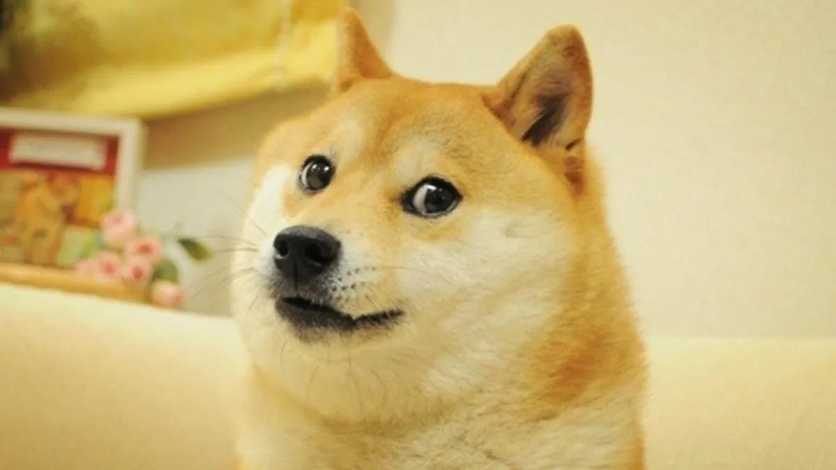 The Shiba Inu dog meme Doge replaced the Twitter logo on desktop and became a loading symbol on mobile: The reason why involves Elon Musk.