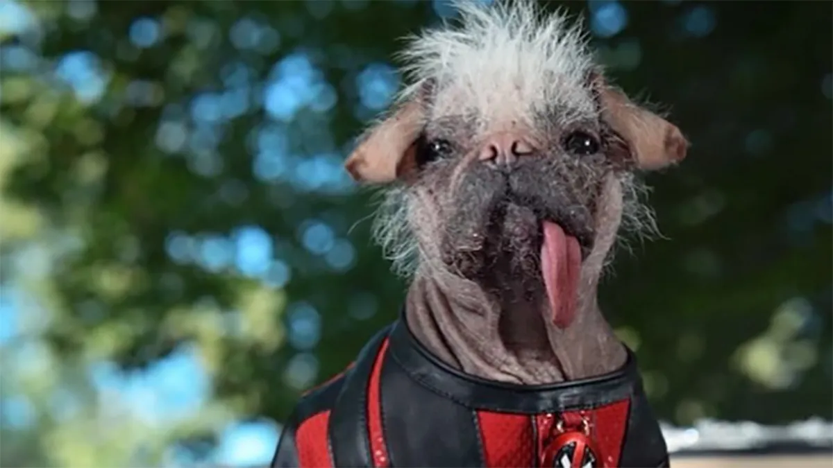 An image showing Dogpool from Deadpool 3