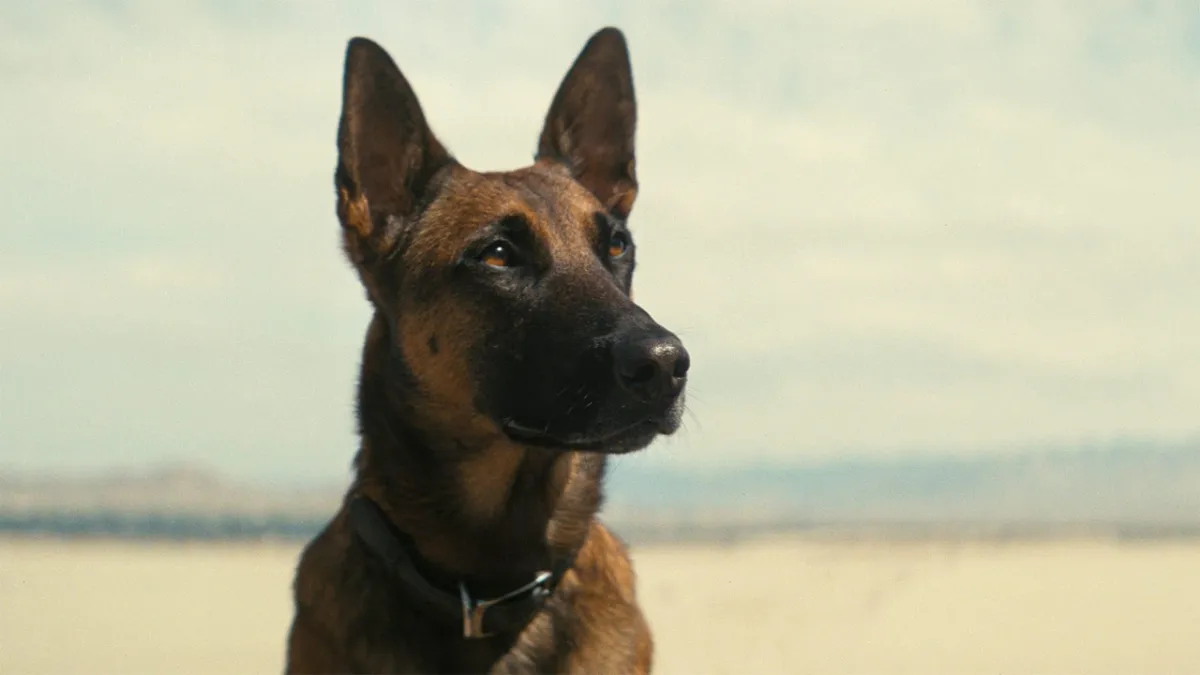 An Alsatian dog in the Fallout TV series, against a desert plain.